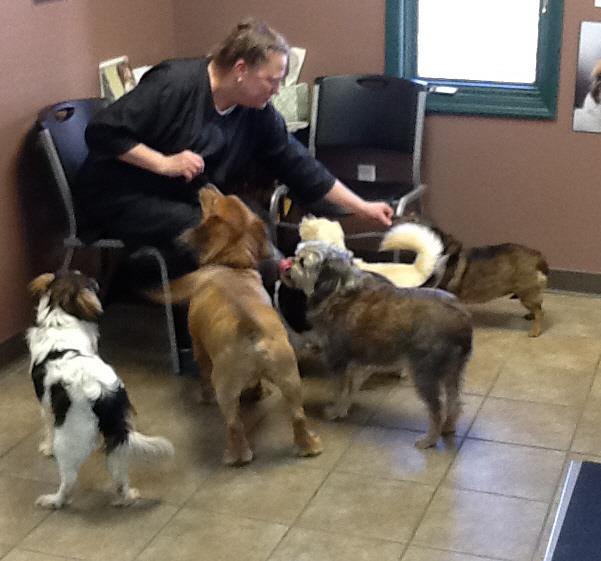 Lisa Pleus, Groomer at Woodland Animal Hospital in Jefferson City, Missouri Lisa Pleus, Groomer at Woodland Animal Hospital in Jefferson City, Missouri