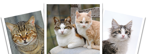 Woodland Animal Hospital - Home - Veterinarian in Jefferson City, MO