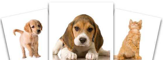 Woodland Animal Hospital Home Veterinarian In Jefferson City Mo