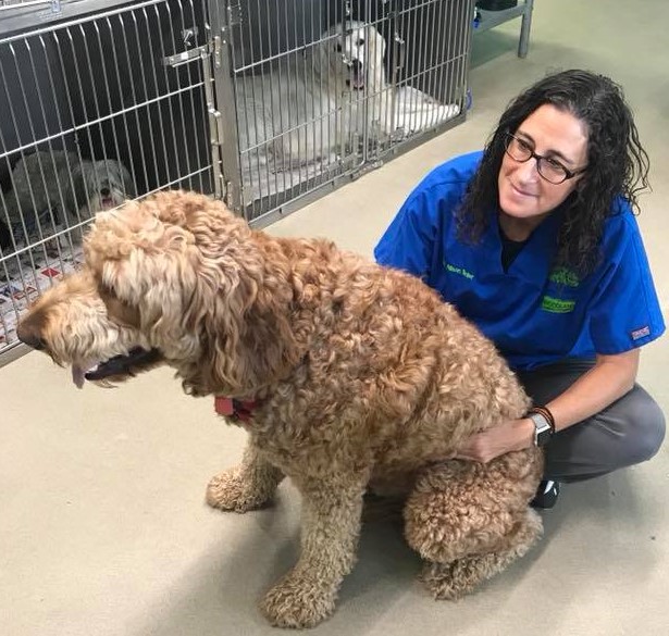 Veterinarian Dr. Roller and a Goldendoodle Veterinarian Dr. Roller and a Goldendoodle