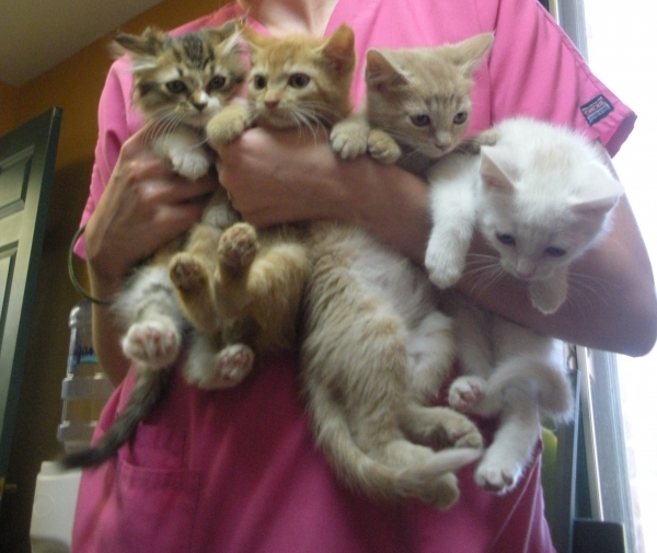 Bunch of kittens