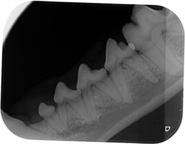 Healthy mouth, for comparison