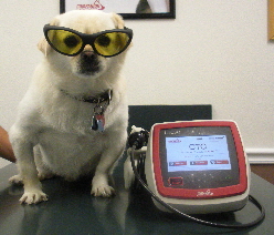 Buddy getting Laser Therapy
