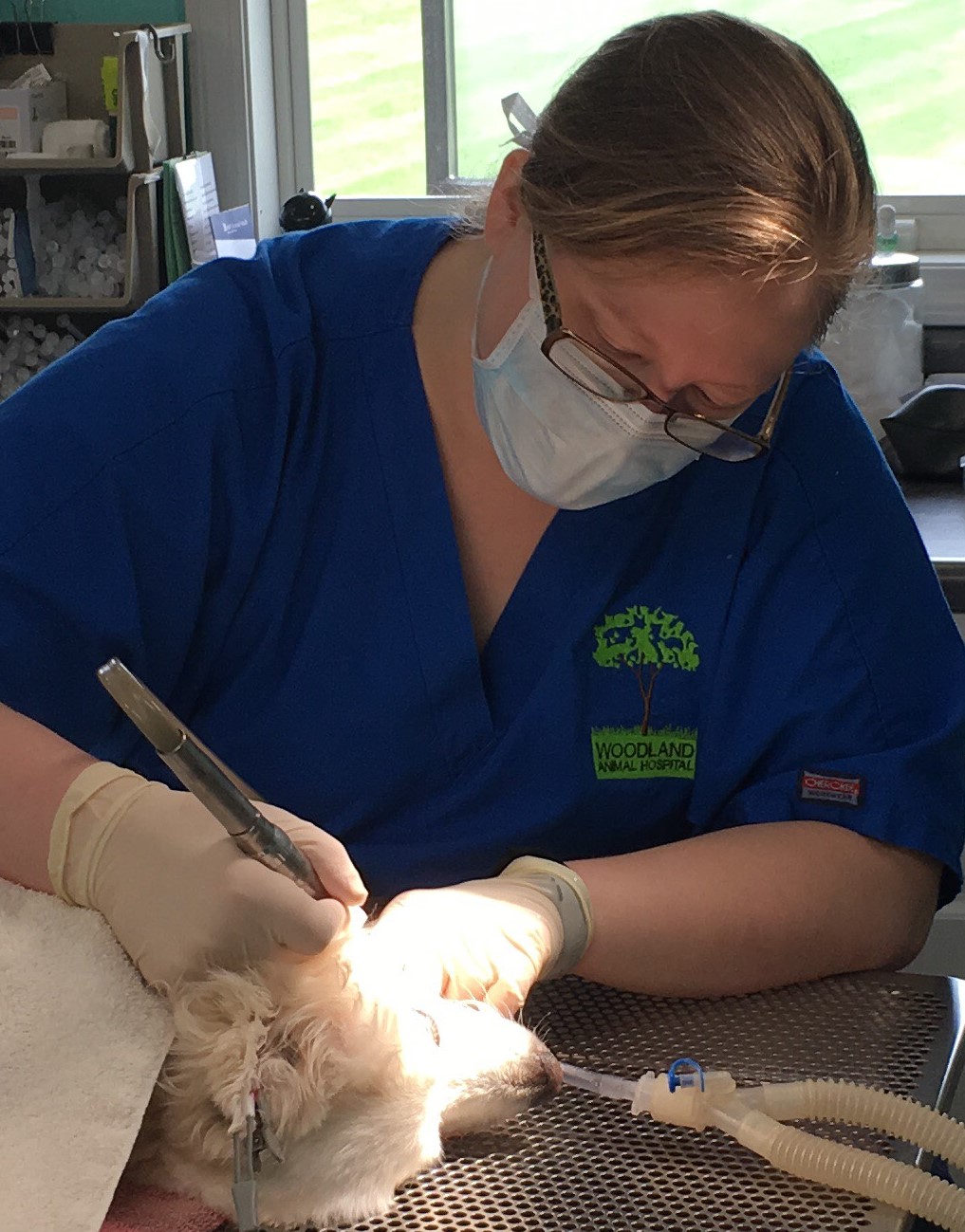 Tonya, RVT polishing a dog's teeth at Woodland Animal Hospital in Jefferson City, Missouri Tonya, RVT polishing a dog's teeth at Woodland Animal Hospital in Jefferson City, Missouri