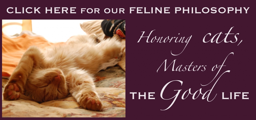 Feline philosophy banner