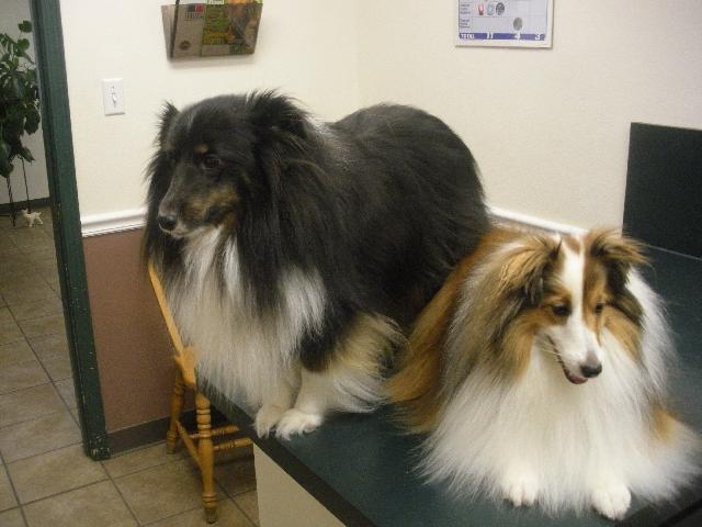 A duo of shelties..