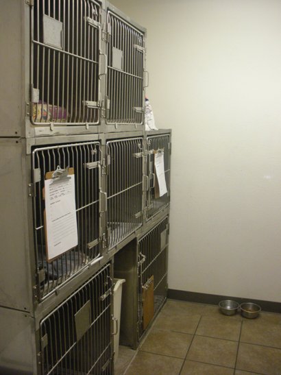 Cat Boarding Room