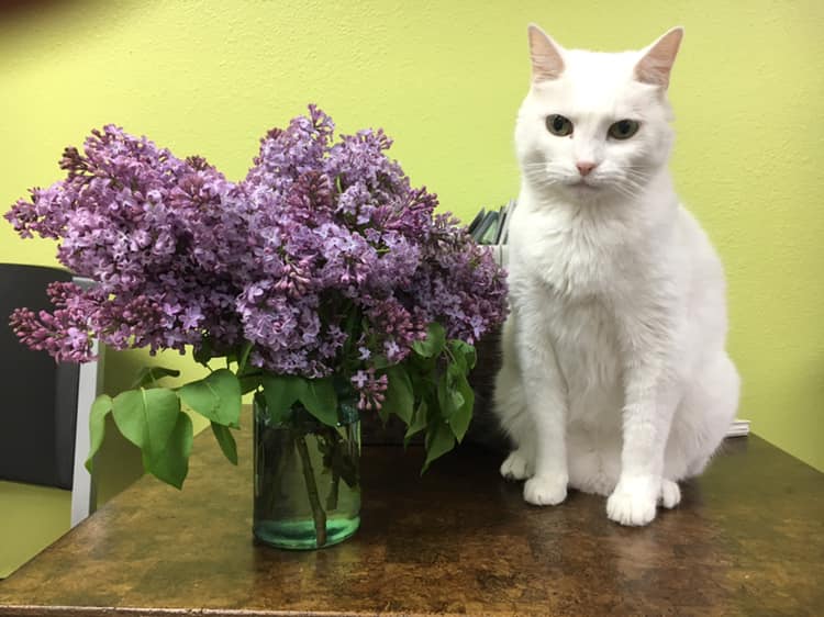 Our Clinic Cat Zeke at Woodland Animal Hospital in Jefferson City