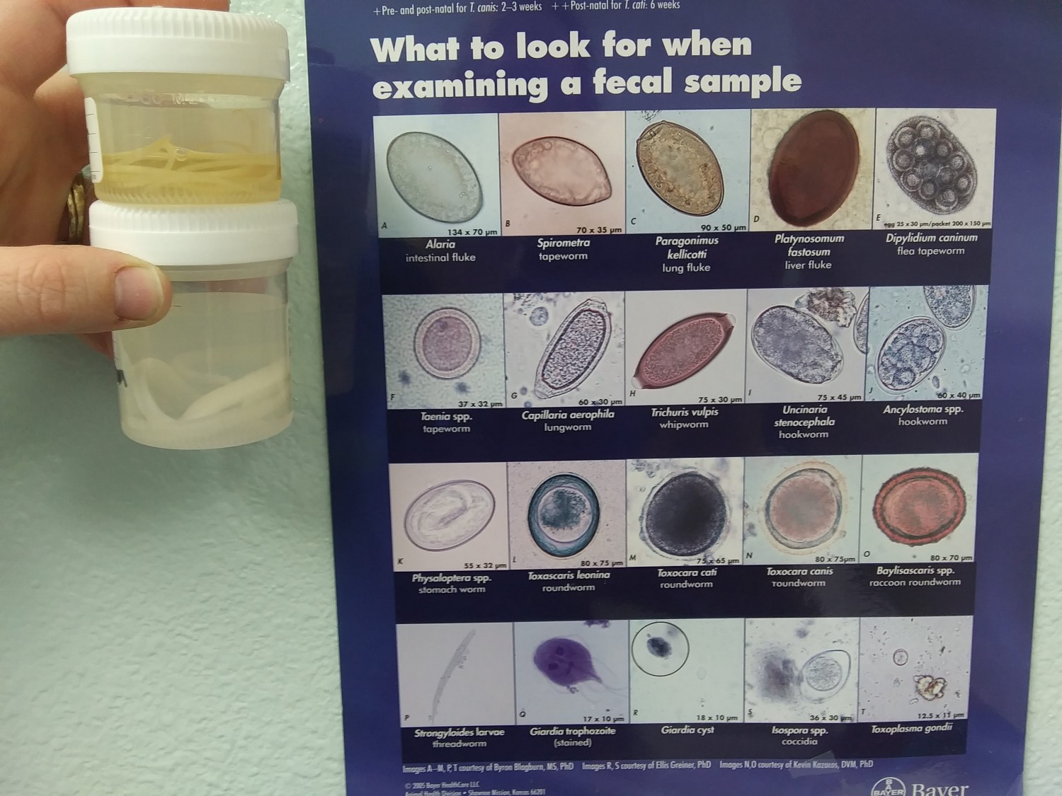 fecal test fecal test