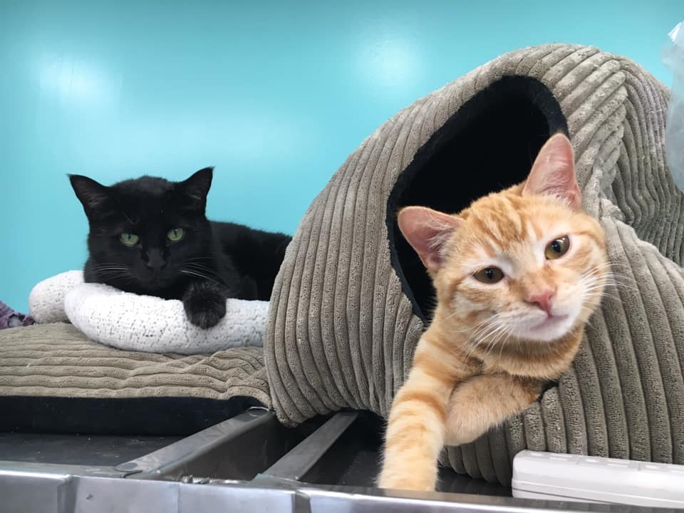 Clinic cats at Woodland Animal Hospital in Jefferson City Clinic cats at Woodland Animal Hospital in Jefferson City