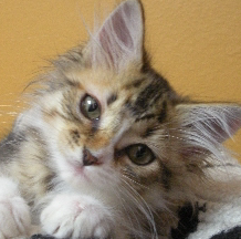 Kitten - Rosie