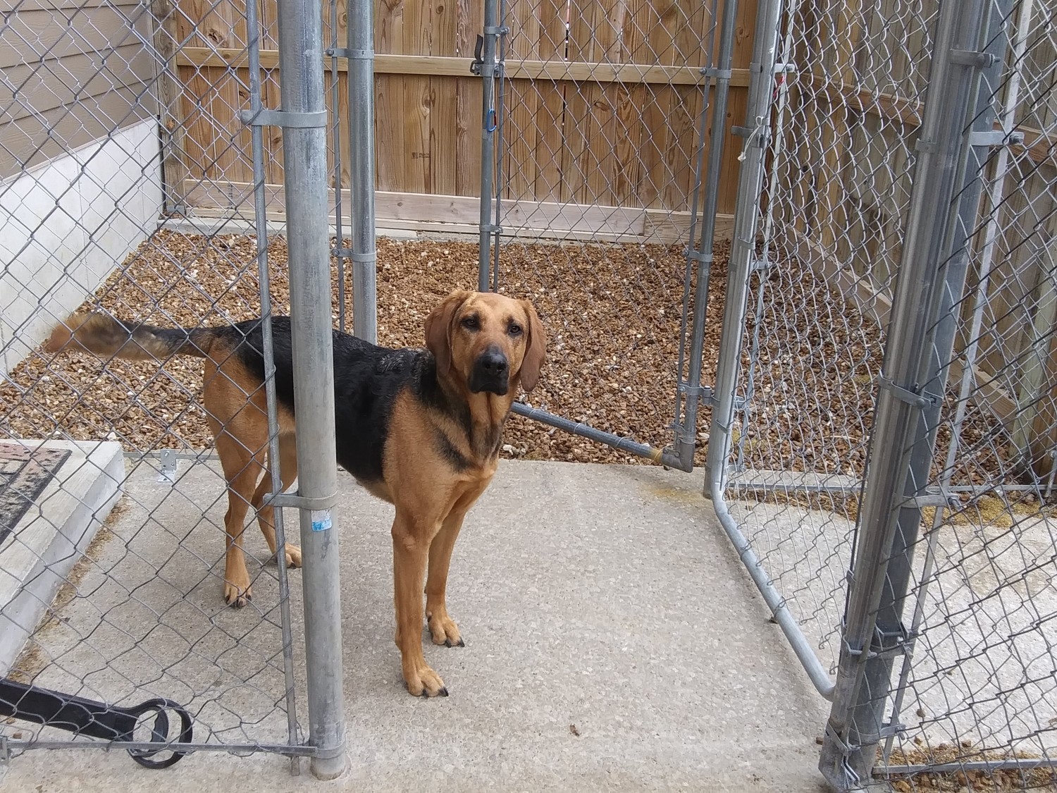 Dog Boarding at Woodland Animal Hospital in Jefferson City