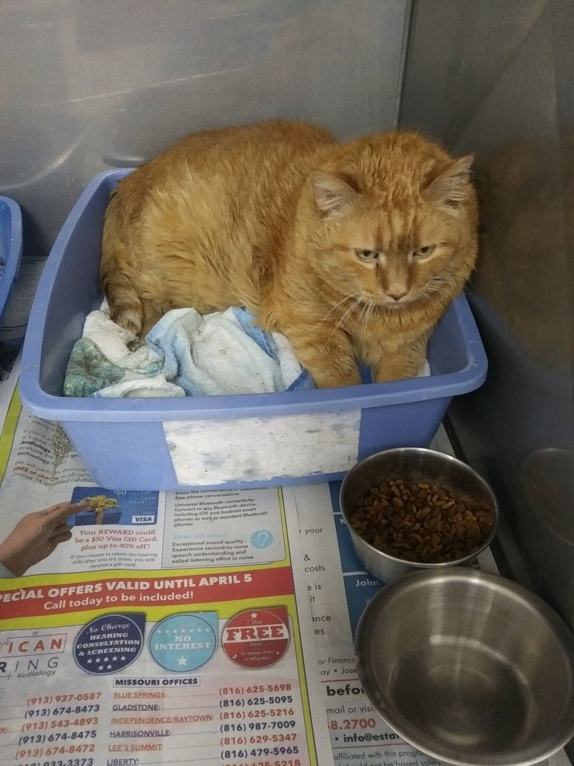 Cat Boarding at Woodland Animal Hospital in Jefferson City