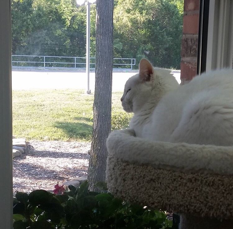 Feline Boarding Jefferson City Missouri Woodland Animal Hospital