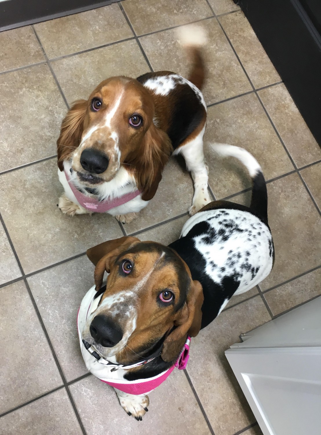 Tilly & Dolly