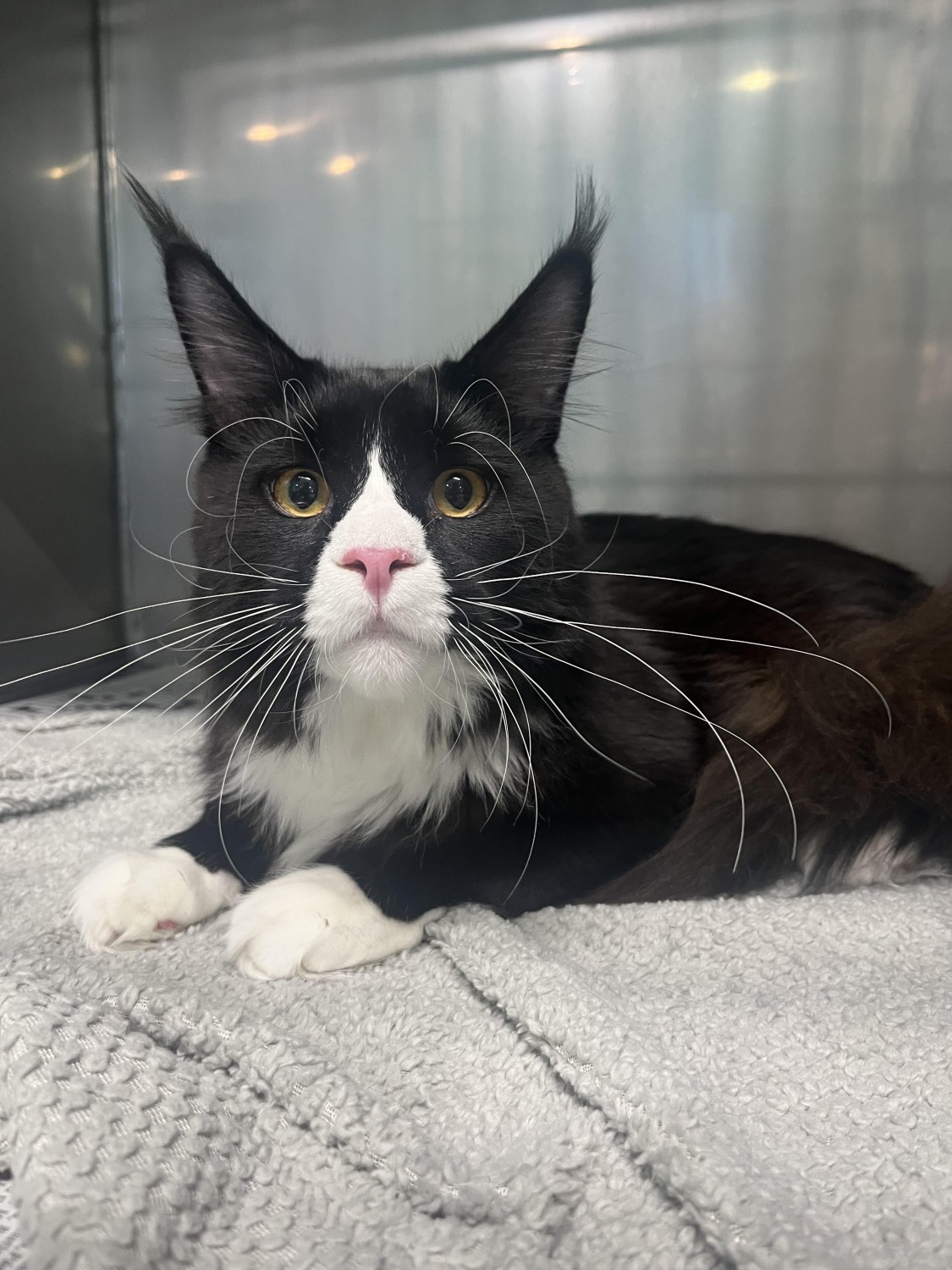 Tuxedo Maine Coon